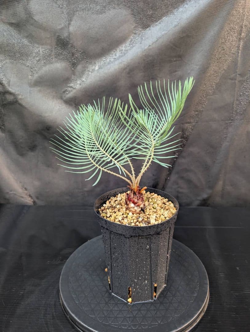 決算創業祭 お買い得 サイカスカイルンシアナ ウネリ葉 貴重 レア