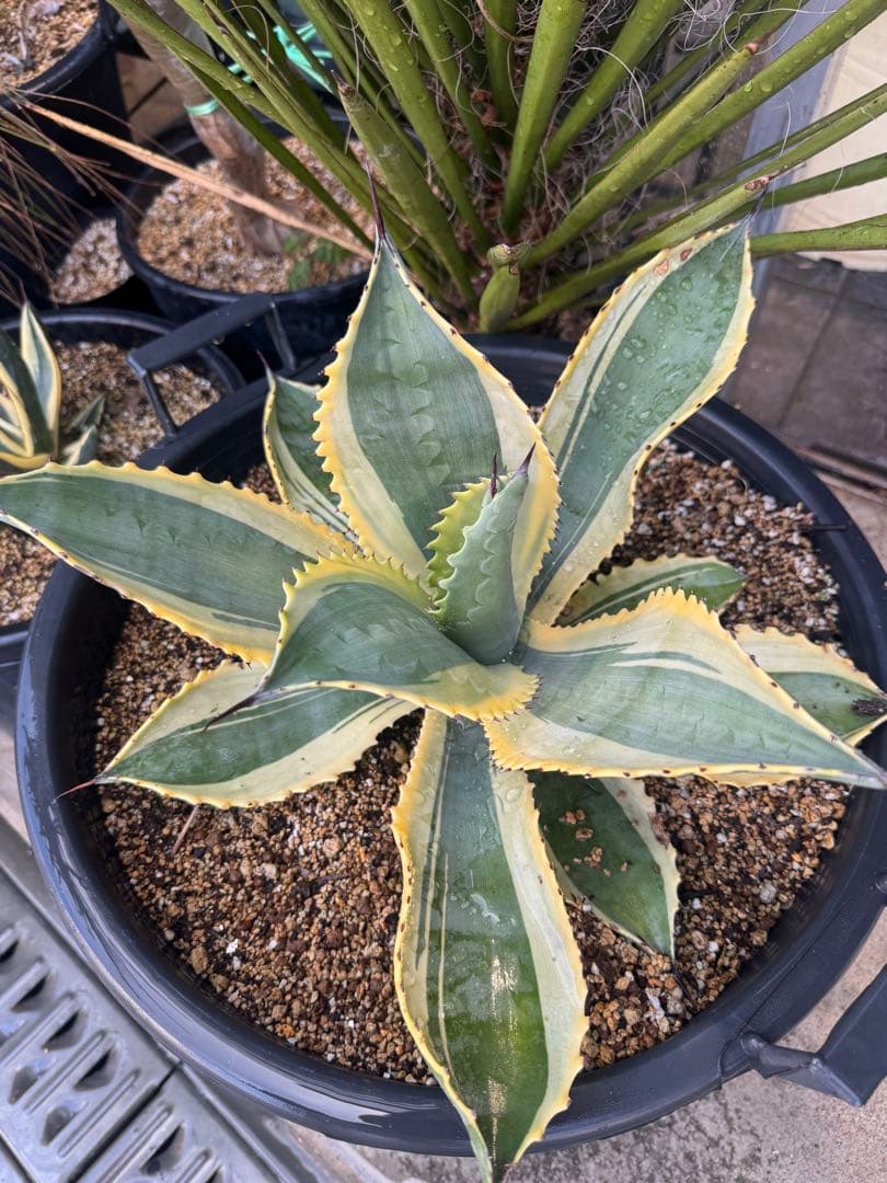 アガベ リップルエフェクト