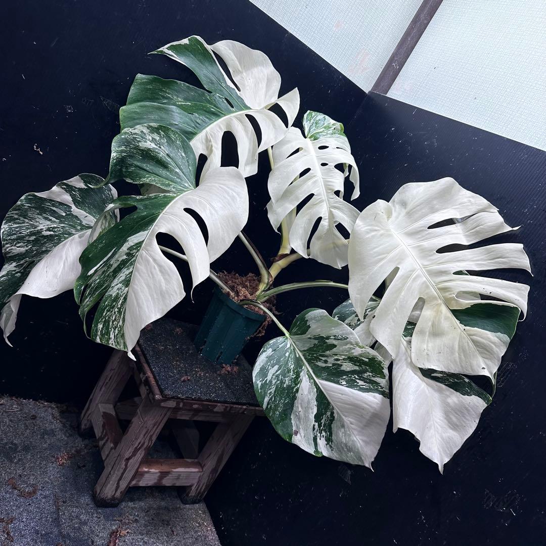 m*@様 斑入りモンステラ ホワイトタイガー極美大株55cm白斑多