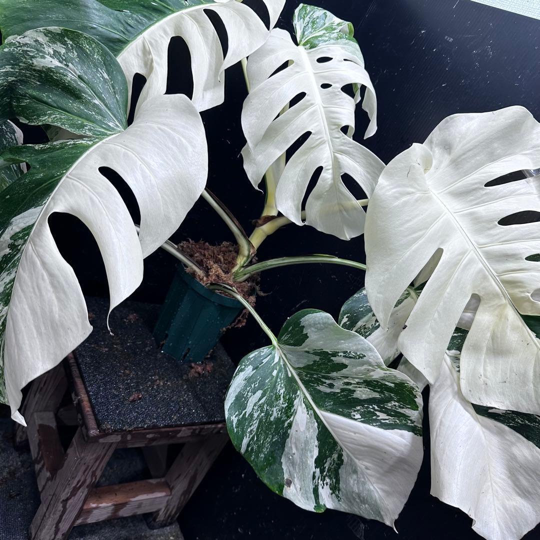 m*@様 斑入りモンステラ ホワイトタイガー極美大株55cm白斑多