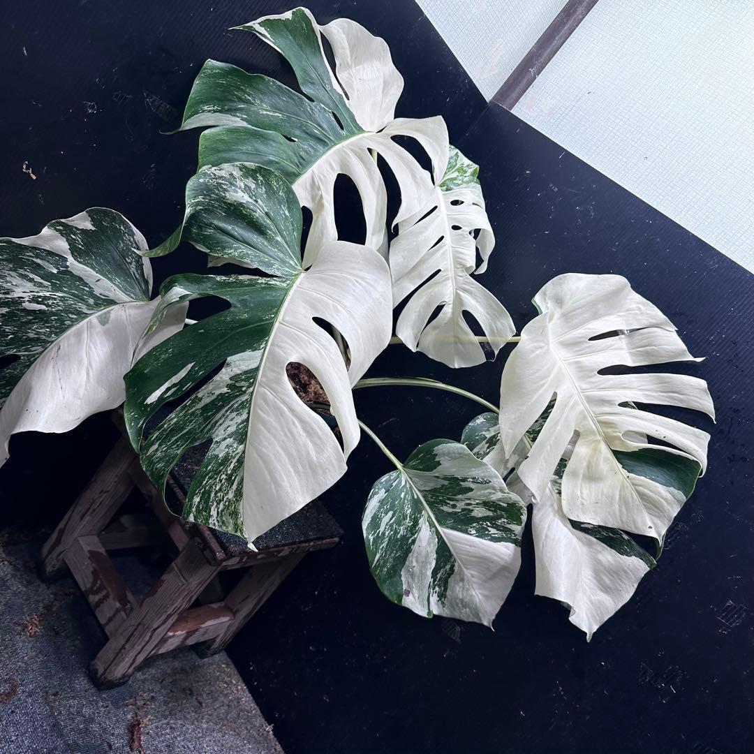 m*@様 斑入りモンステラ ホワイトタイガー極美大株55cm白斑多