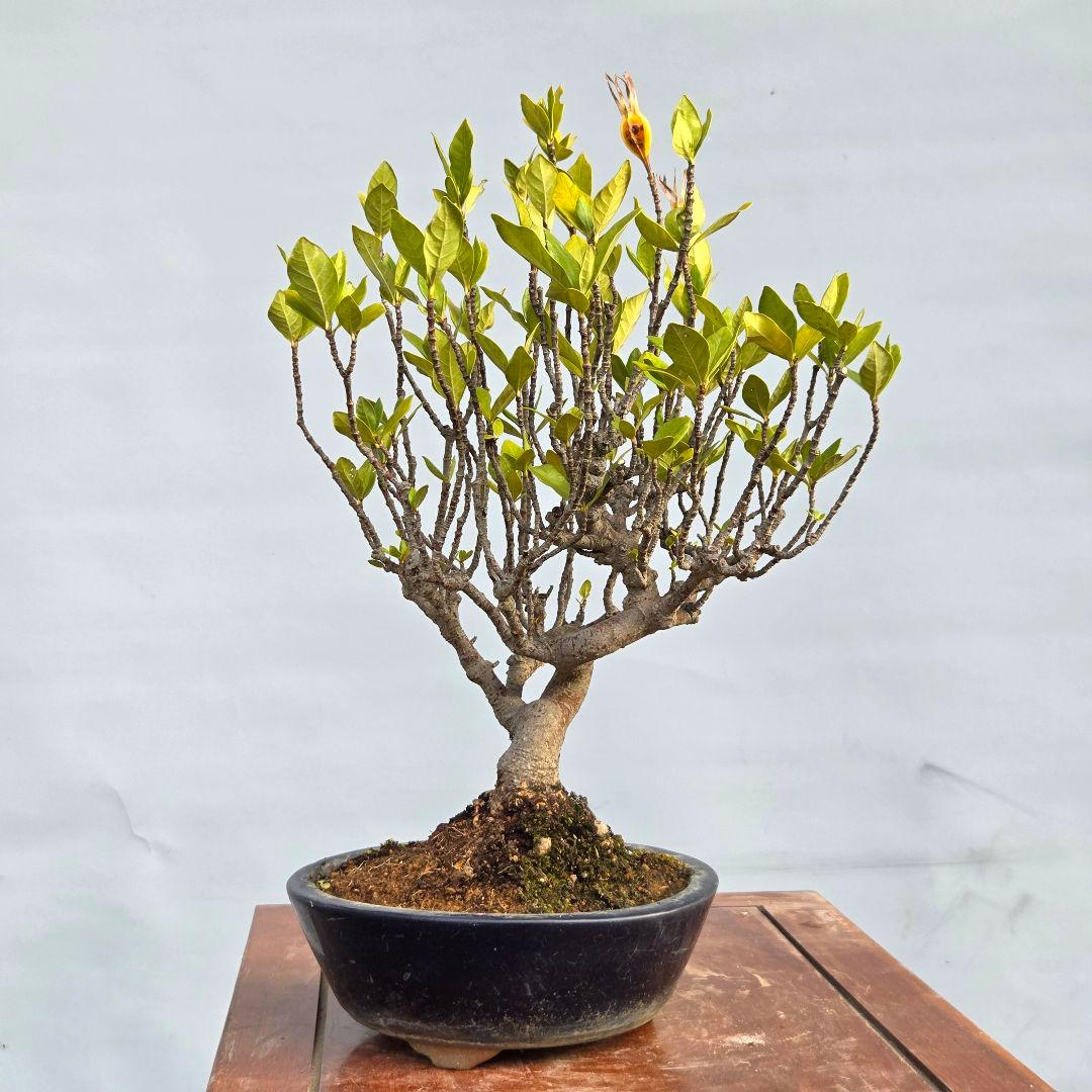 山梔子　(くちなし)　[模様木]　貴風盆栽