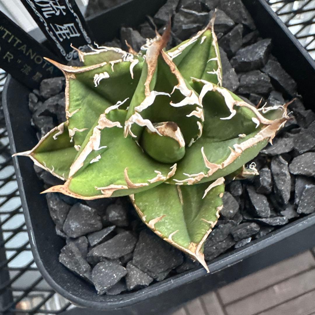 【有名趣味家血統】アガベ⭐︎チタノタ⭐︎流星⭐︎子株⭐︎台湾lize⭐︎タグ付き⭐︎