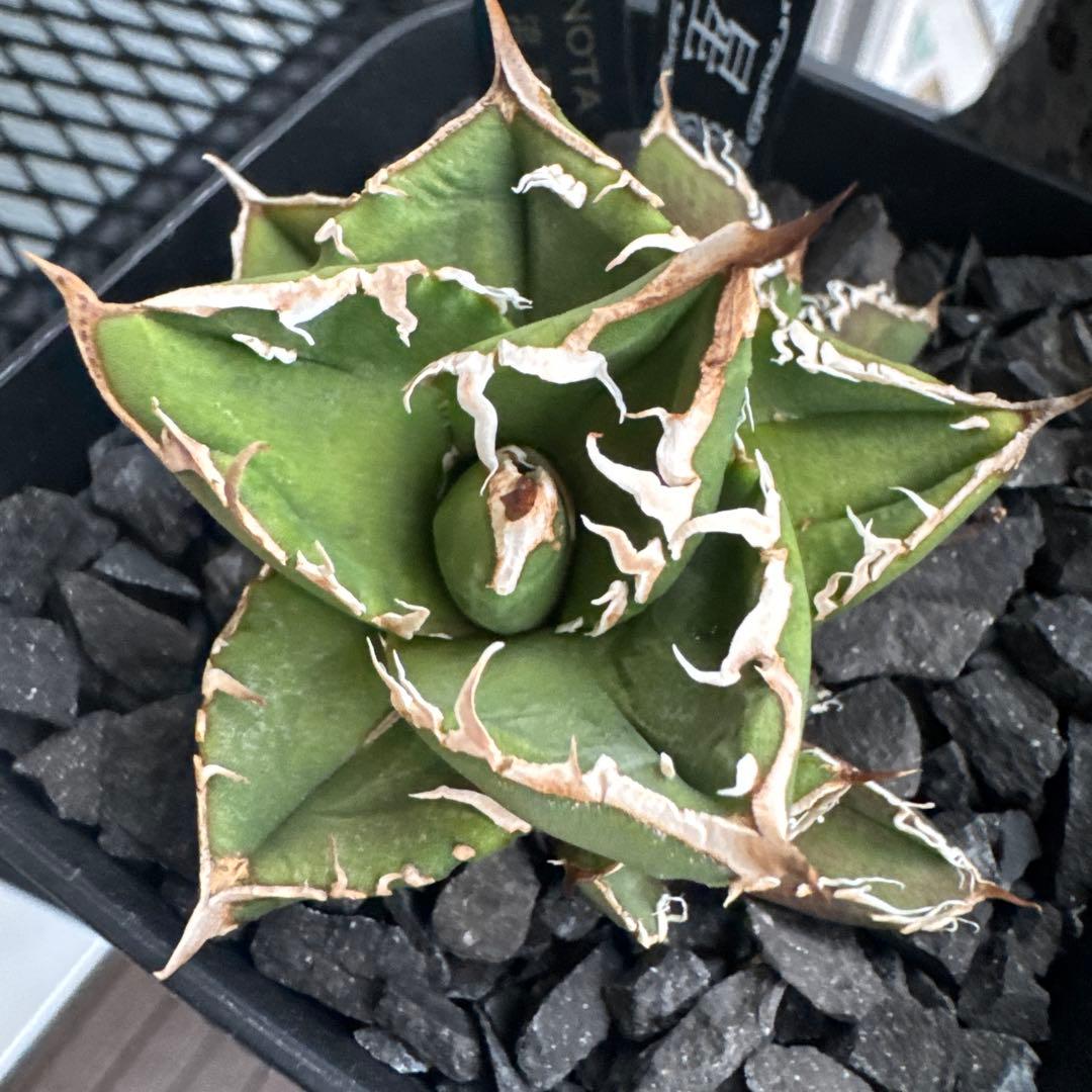 【有名趣味家血統】アガベ⭐︎チタノタ⭐︎流星⭐︎子株⭐︎台湾lize⭐︎タグ付き⭐︎