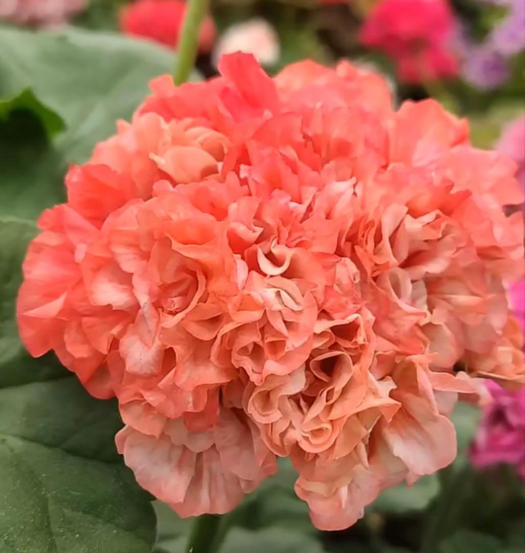 超レア品種ゼラニウム苗　オレンジシュシュ咲きゼラニウムmre021-1