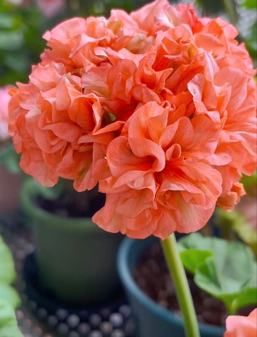 超レア品種ゼラニウム苗　オレンジシュシュ咲きゼラニウムmre021-1