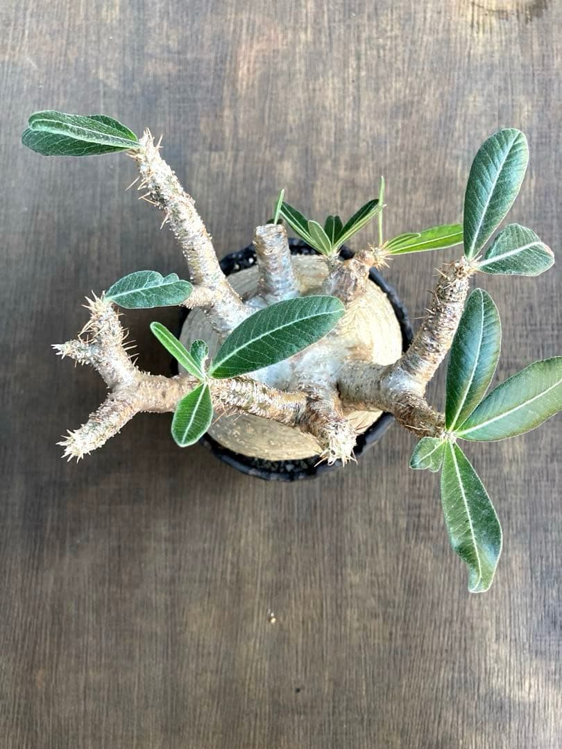 パキポディウム グラキリス 希少白肌横シワ まる型 塊根植物　作家鉢付き