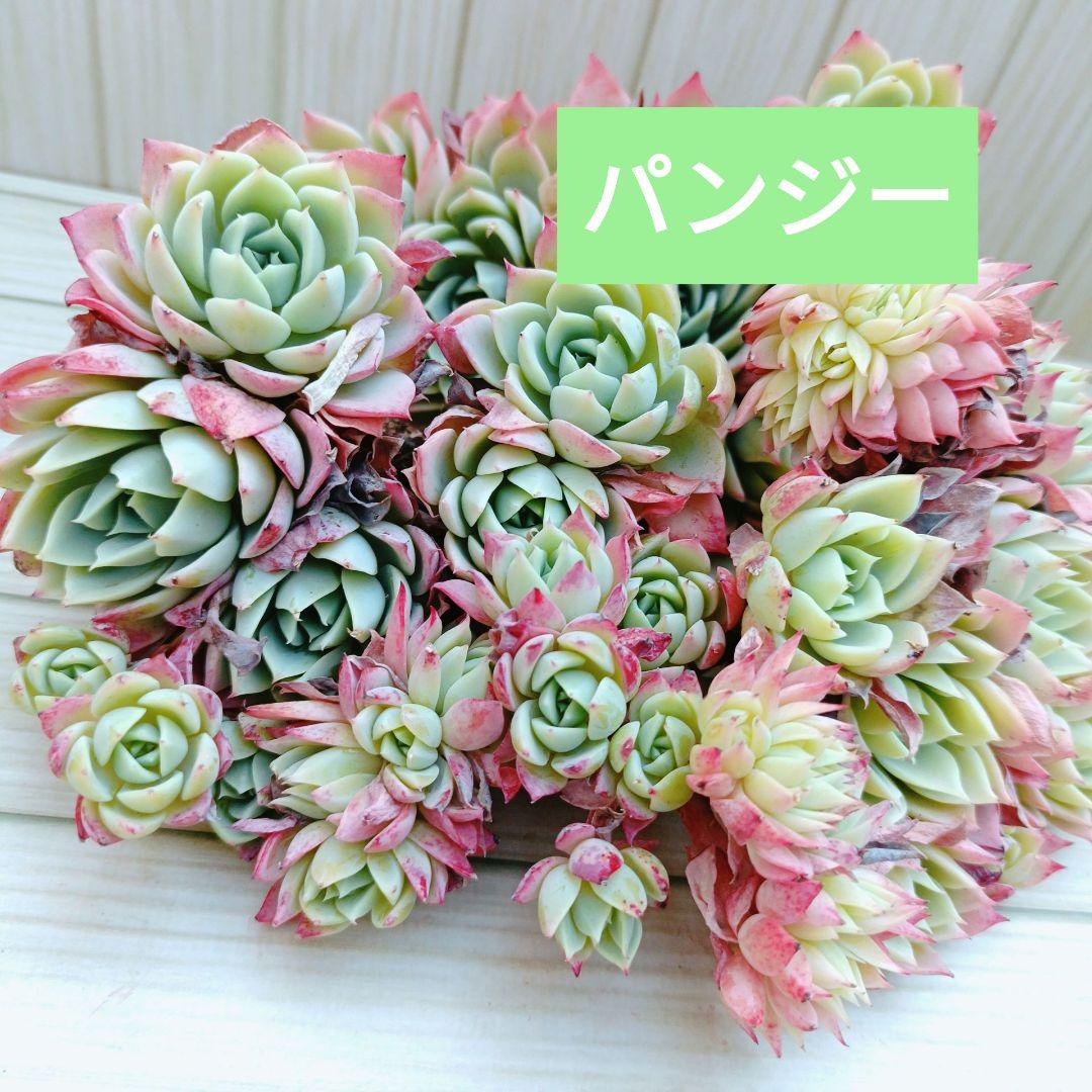 パンジー群生　韓国苗　多肉植物　3苗