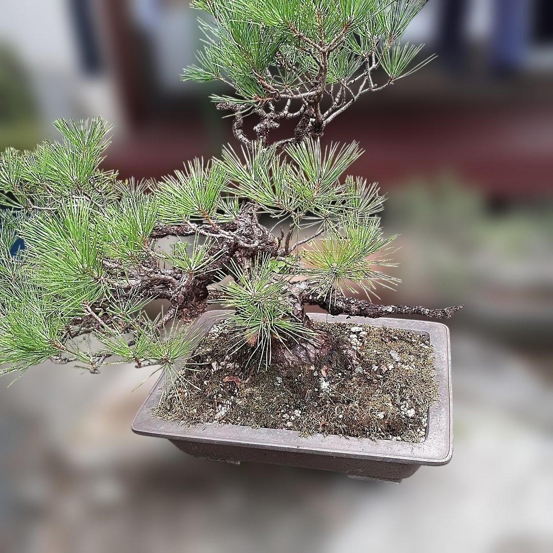 黒松の、盆栽、鉢抜き。