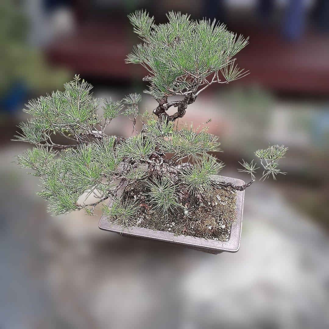 黒松の、盆栽、鉢抜き。