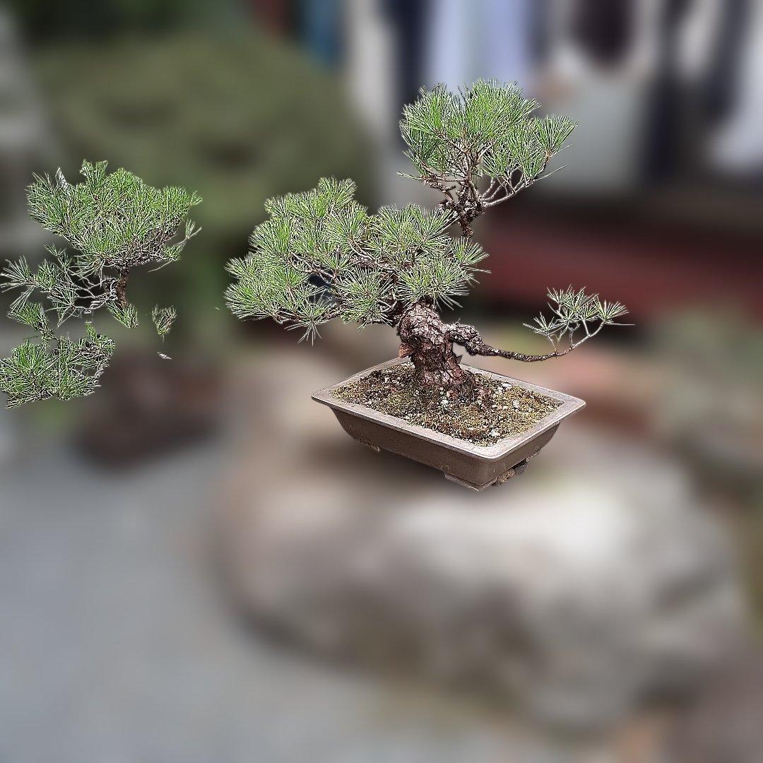 黒松の、盆栽、鉢抜き。