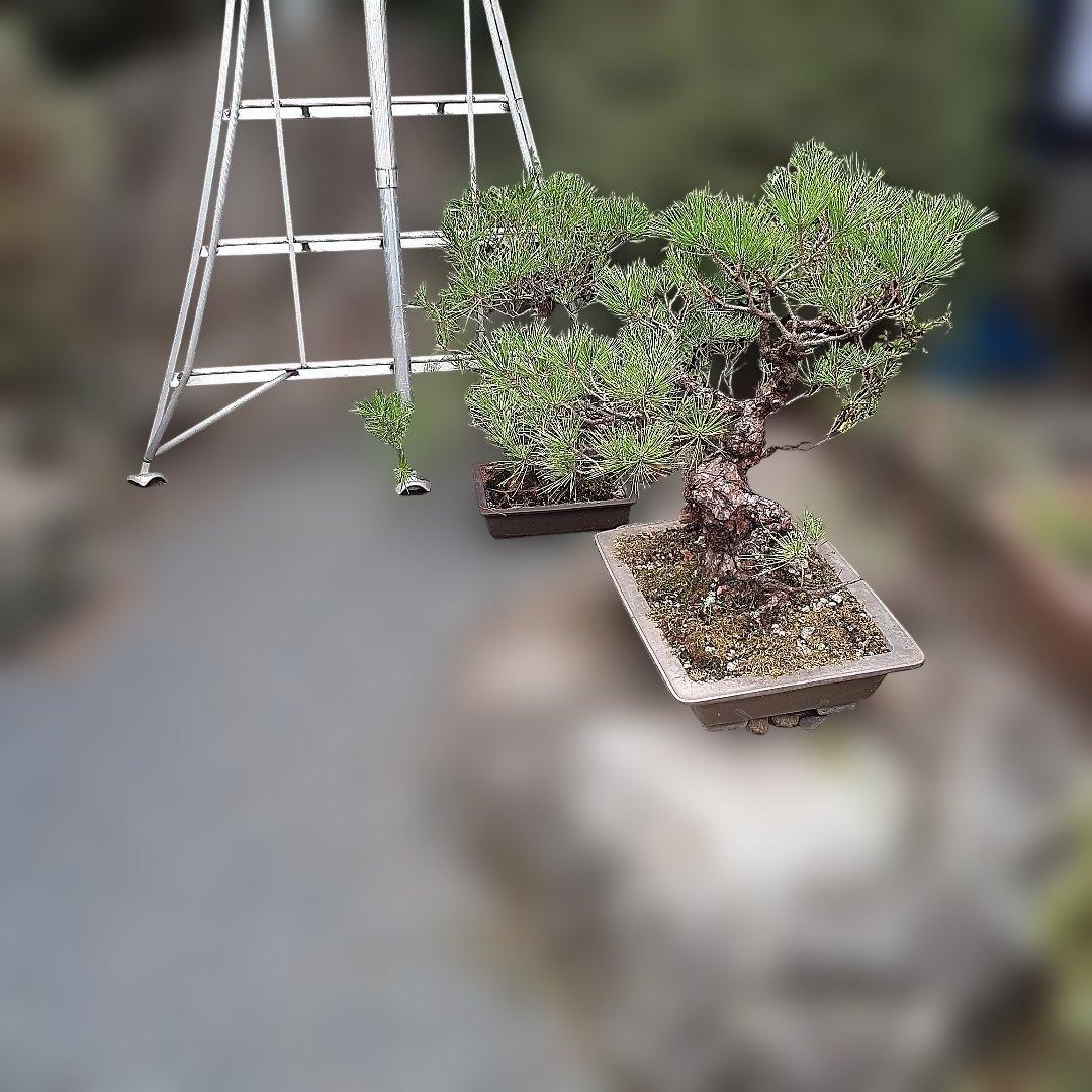 黒松の、盆栽、鉢抜き。