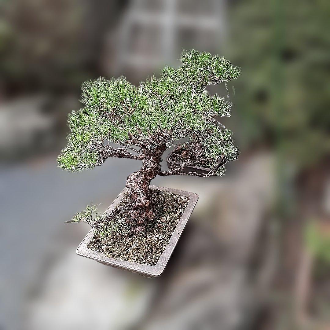 黒松の、盆栽、鉢抜き。