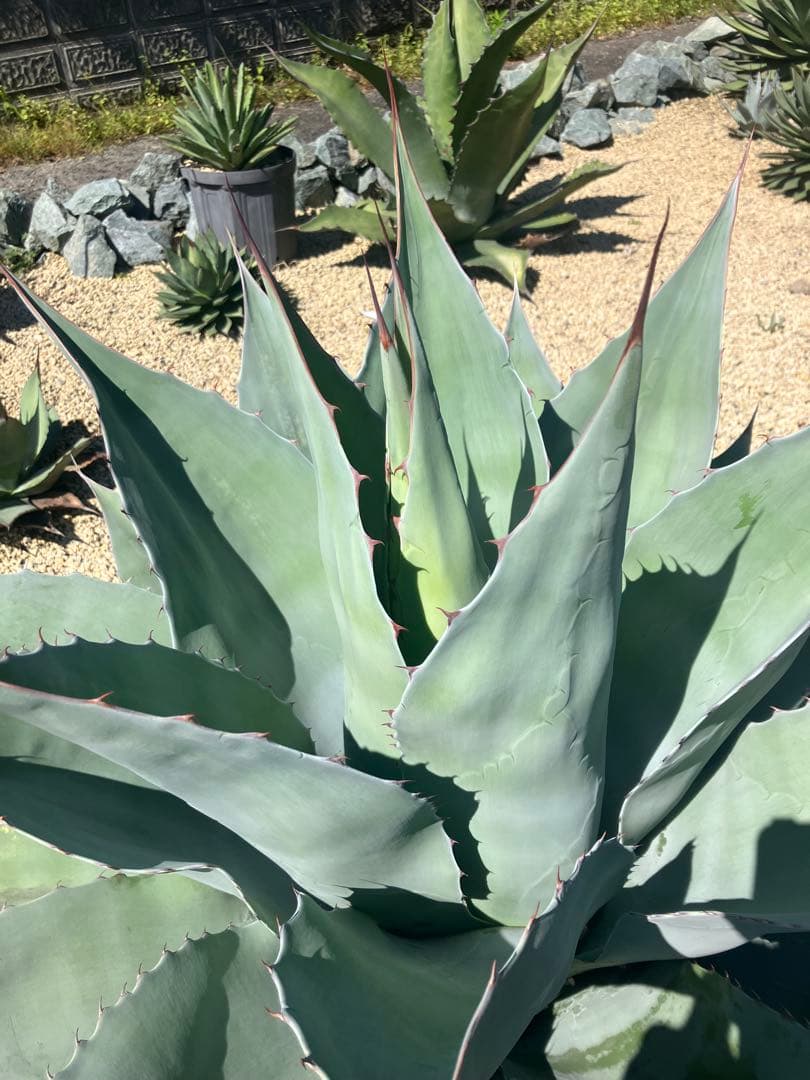 アガベ　オバティフォリア　特大　　ドライガーデン　耐寒性アガベ　引取り限定