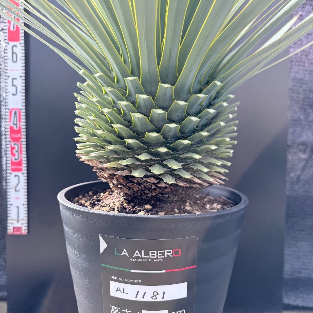 【AL1181】ユッカ　ロストラータ　シルバー　極太