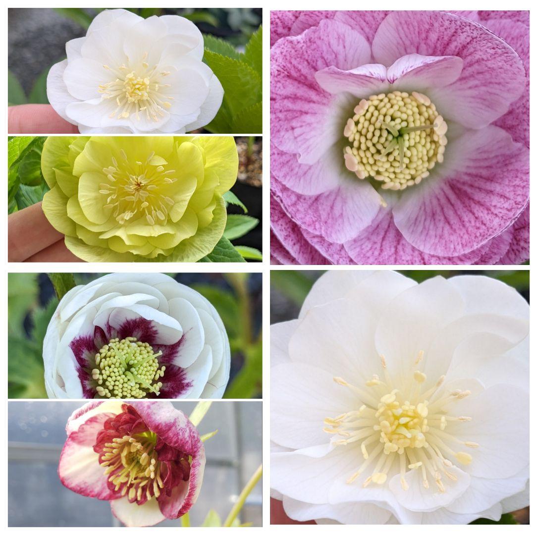 クリスマスローズ苗セット【 合計４苗 】