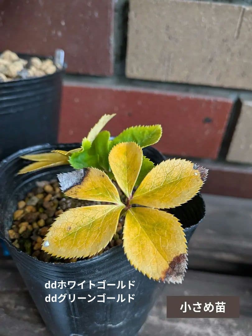 クリスマスローズ苗セット【 合計４苗 】