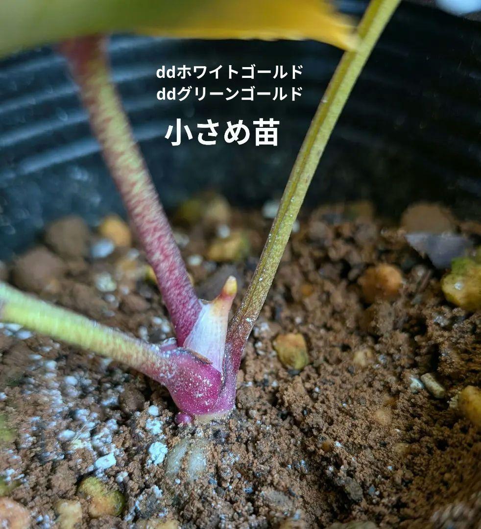 クリスマスローズ苗セット【 合計４苗 】