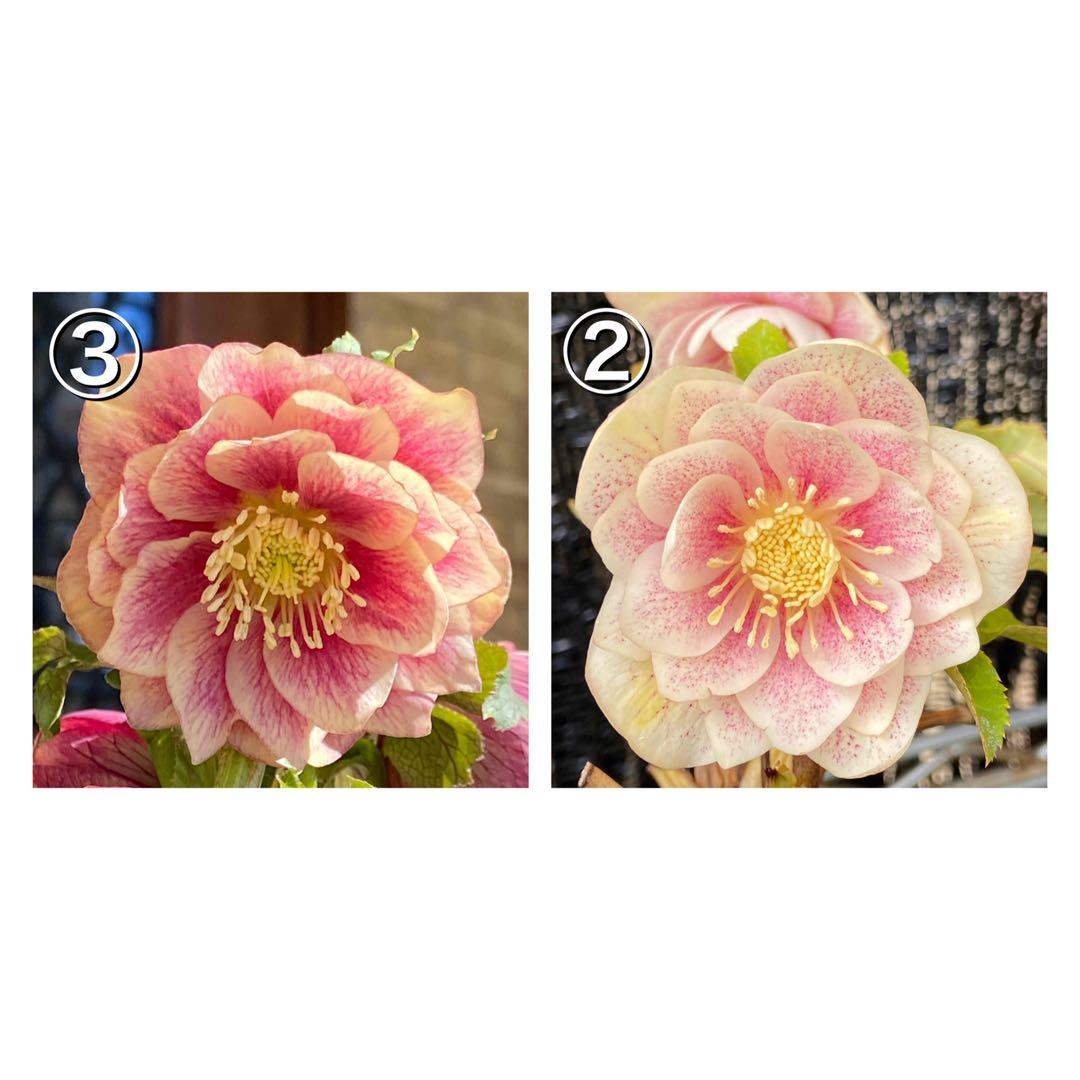 ソレイユ×プリマヴェーラゴールド★クリスマスローズ交配苗★開花年数経過株