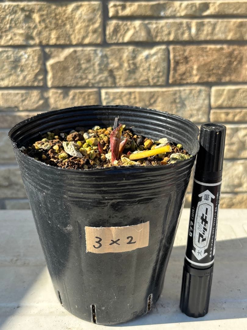 ソレイユ×プリマヴェーラゴールド★クリスマスローズ交配苗★開花年数経過株