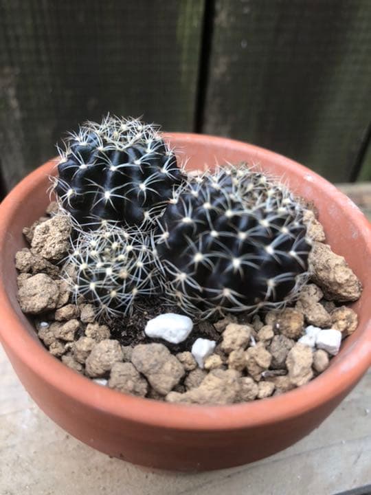 専用ページです(^ ^)