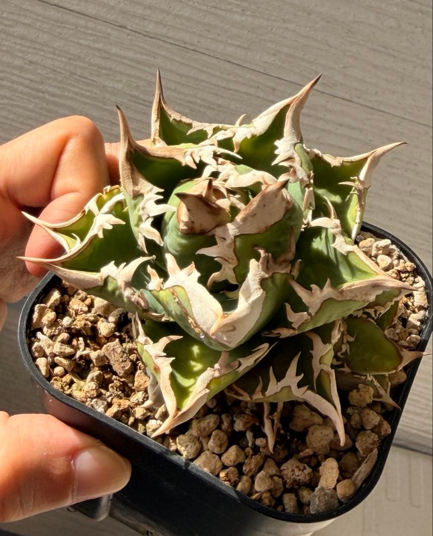 大白鯊　ホホジロザメ超コンパクト アガベ オテロイ　チタノタ