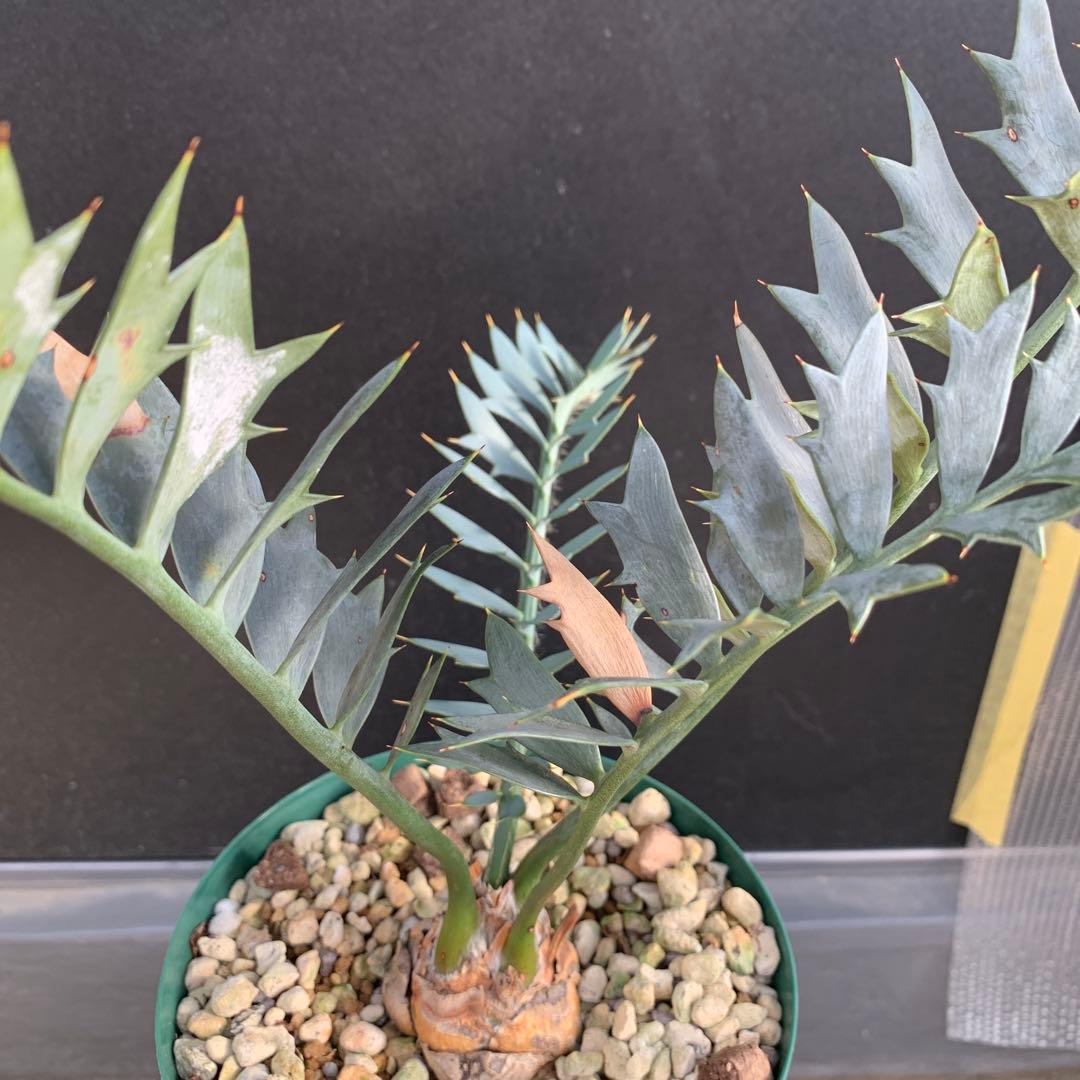 【南アフリカ産】エンセファラルトス・ホリダス（No3-3）