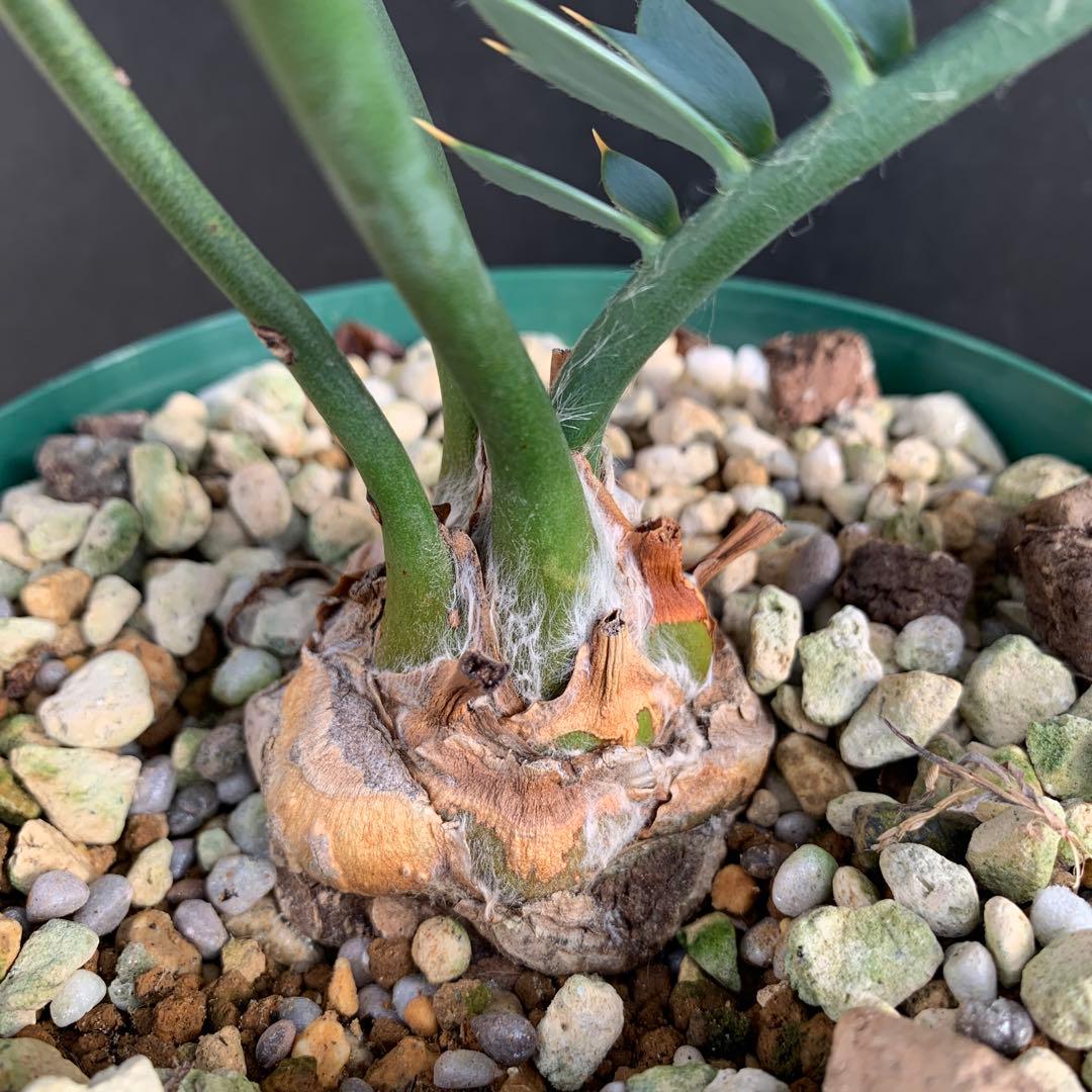 【南アフリカ産】エンセファラルトス・ホリダス（No3-3）