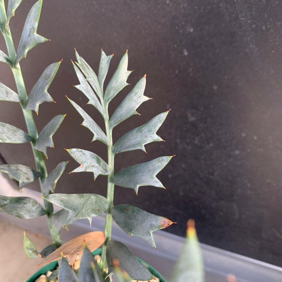 【南アフリカ産】エンセファラルトス・ホリダス（No3-3）