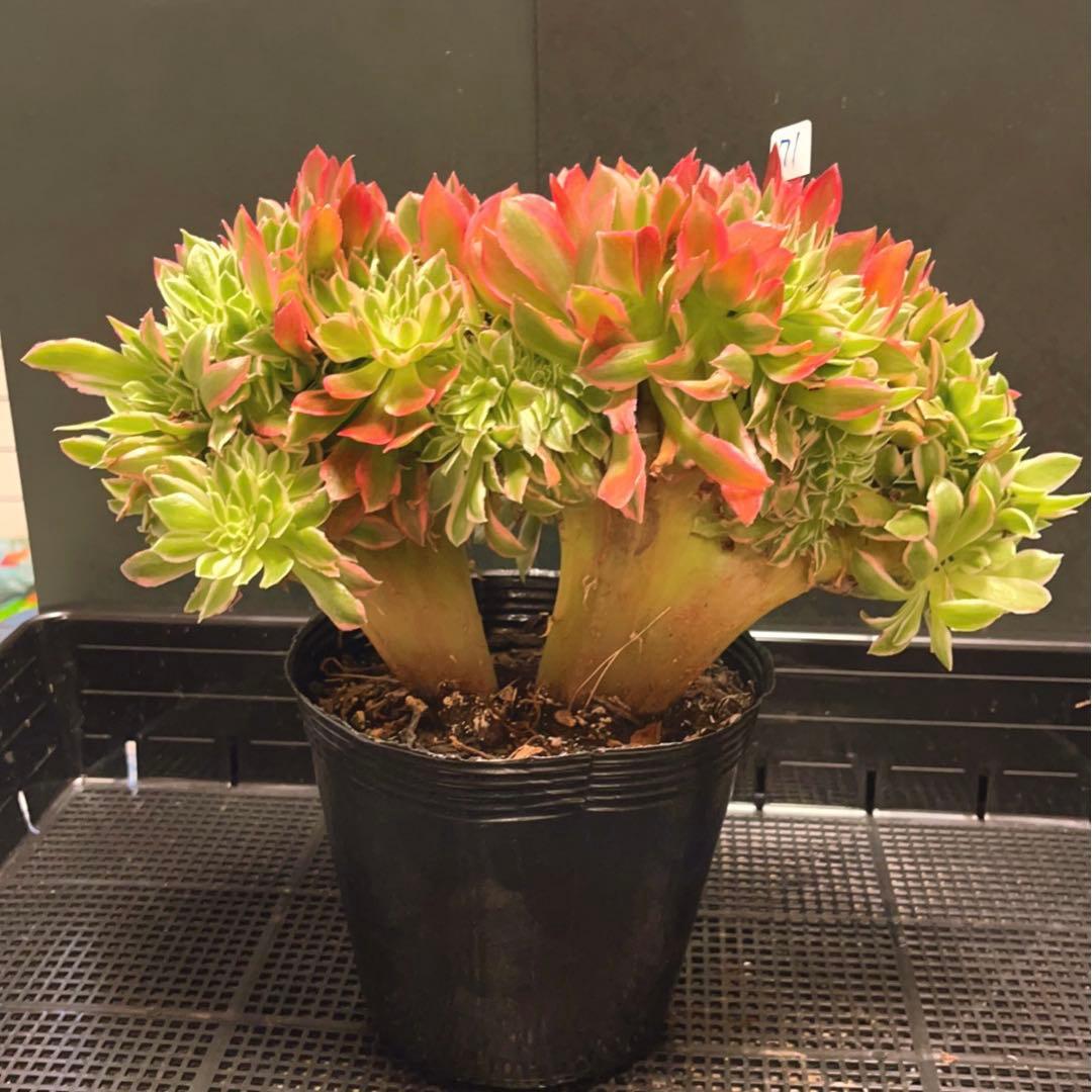 71#多肉植物アエオニウム錦❤️ 女神セッカ ❤️30cm拔き苗