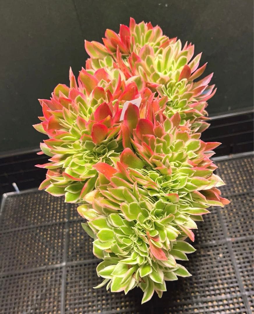 71#多肉植物アエオニウム錦❤️ 女神セッカ ❤️30cm拔き苗