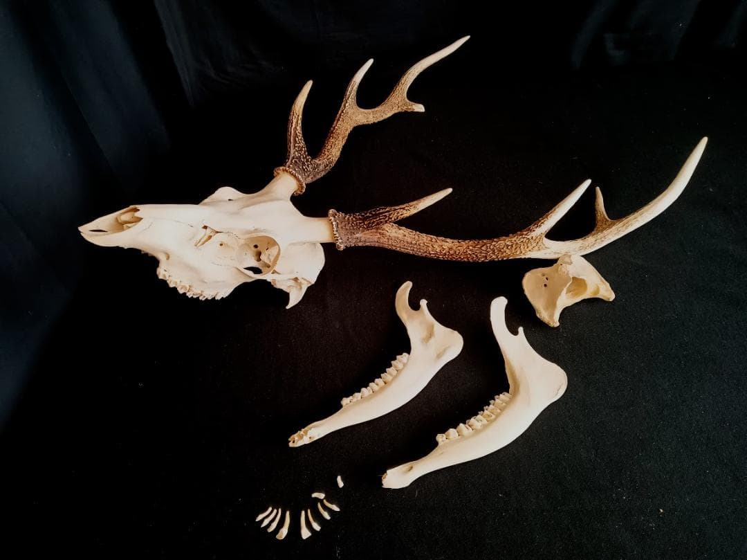 【お買い得　DIY組み立て用　角付き頭骨標本】　種名ニホンジカ♂　４７Kg