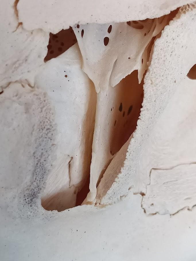 【お買い得　DIY組み立て用　角付き頭骨標本】　種名ニホンジカ♂　４７Kg