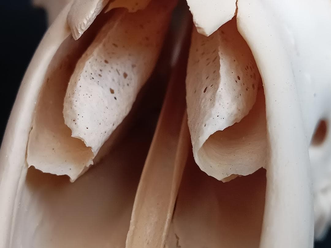 【お買い得　DIY組み立て用　角付き頭骨標本】　種名ニホンジカ♂　４７Kg