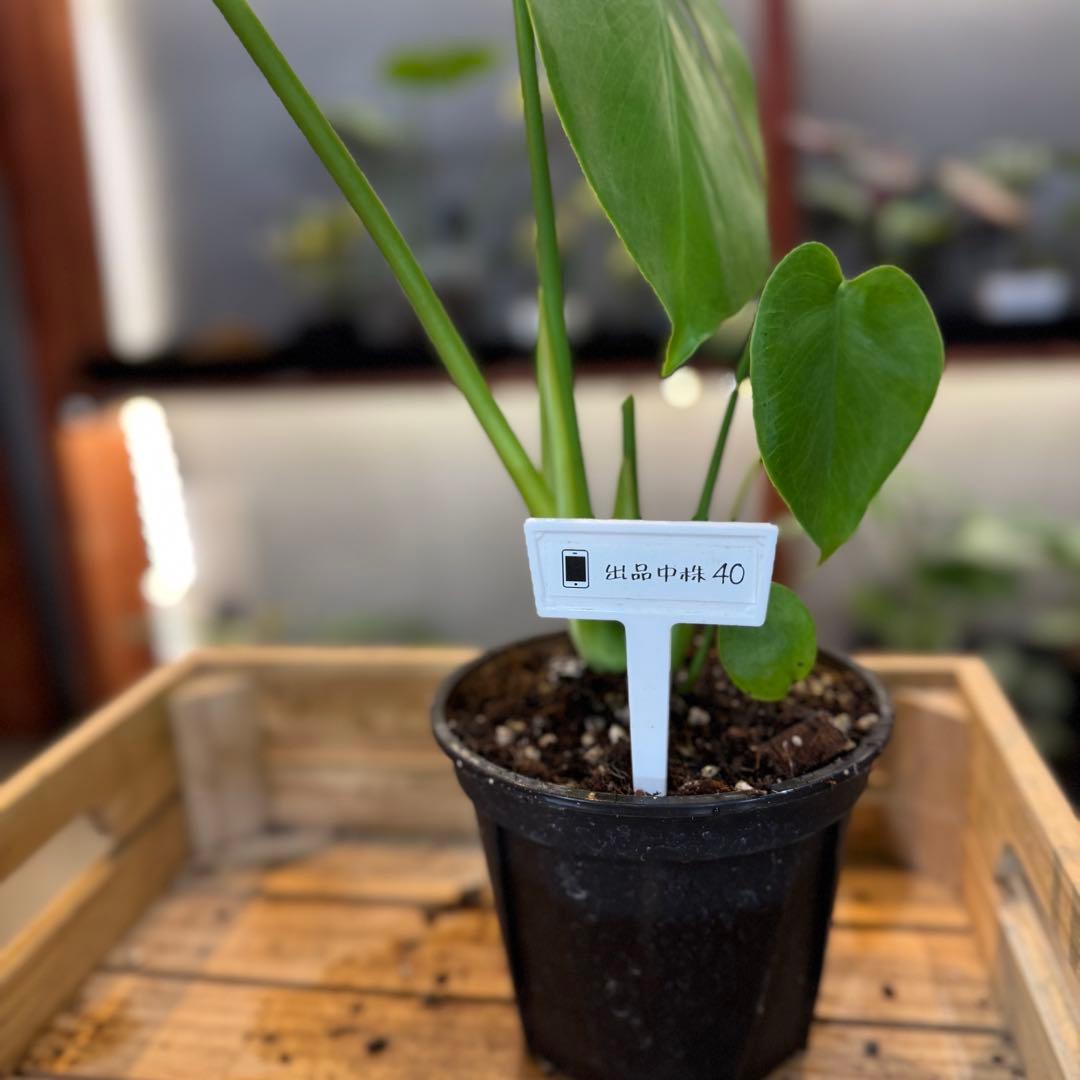 40 モンステラ　デリシオーサ　‘イエロームーン’ 新種　ライム色　黄金葉