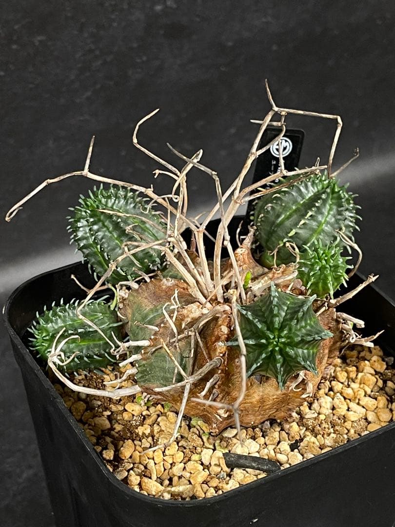 EMP ユーフォルビア バリダ オールド株 / 群生Yu65