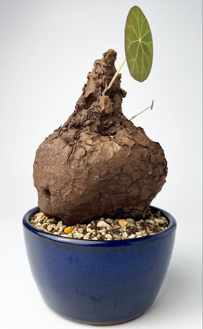 【極美/塊根植物】ステファニア カウィーサキー　鉢植え 大株