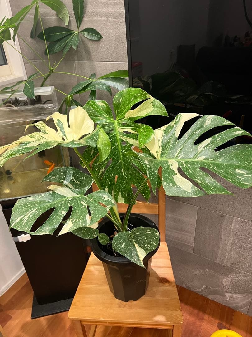 モンステラ 中型 緑と白の斑入り