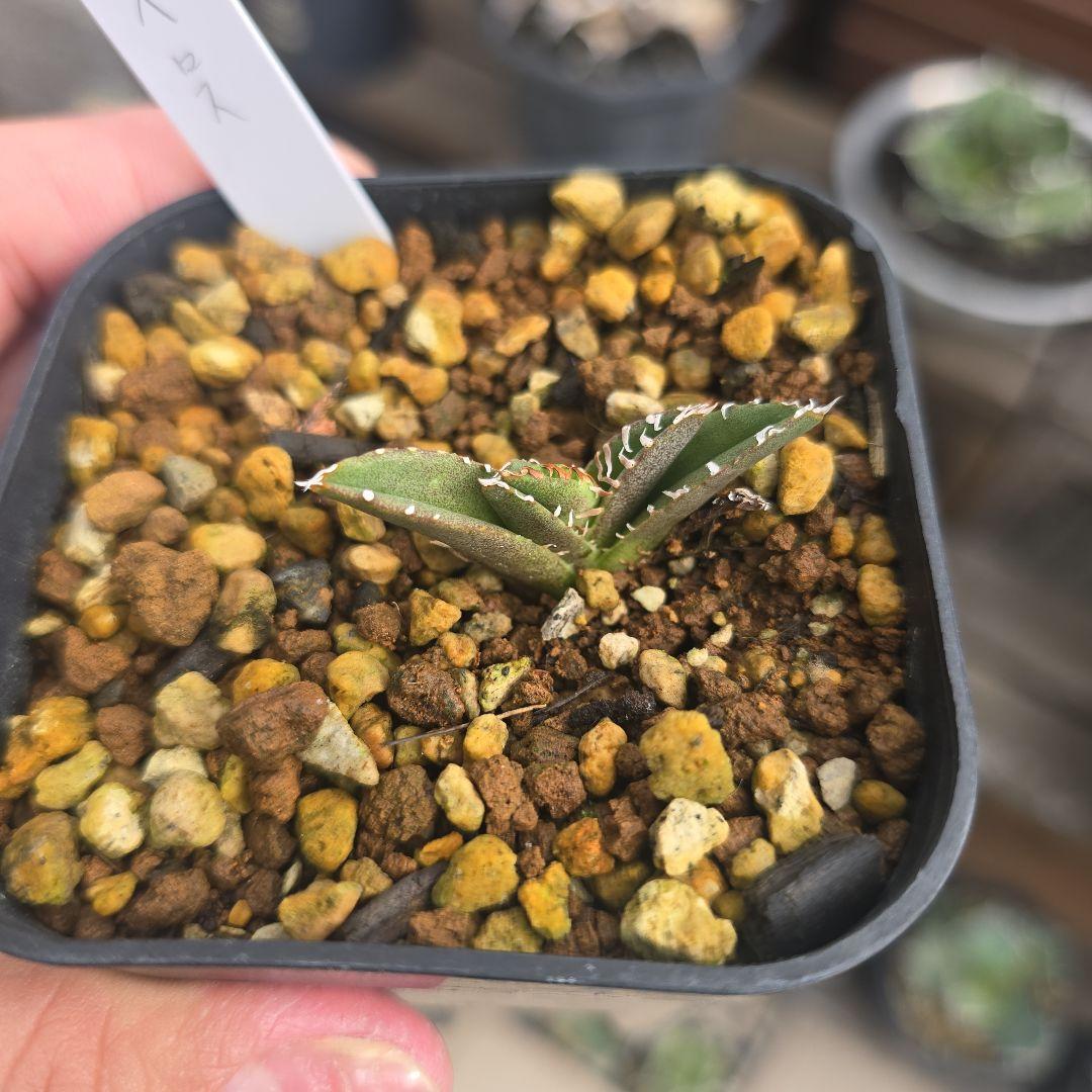 なおや ケルベロス