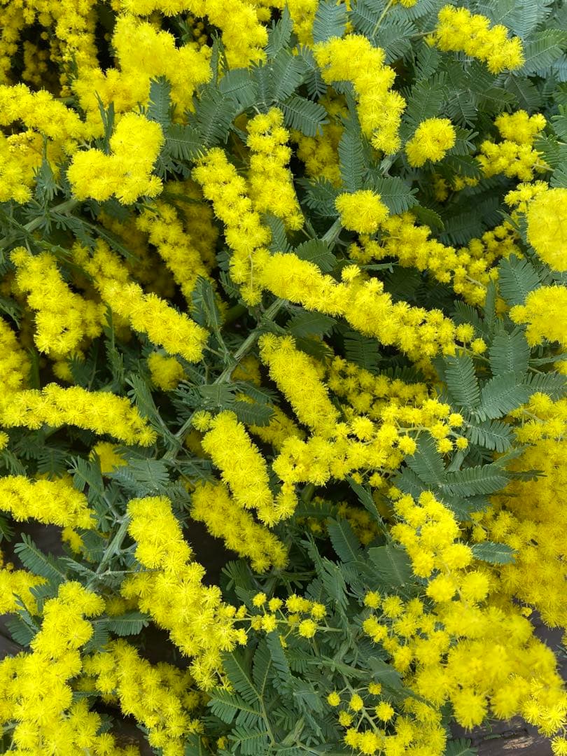 ミモザ　フレッシュ　予約　3箱限定