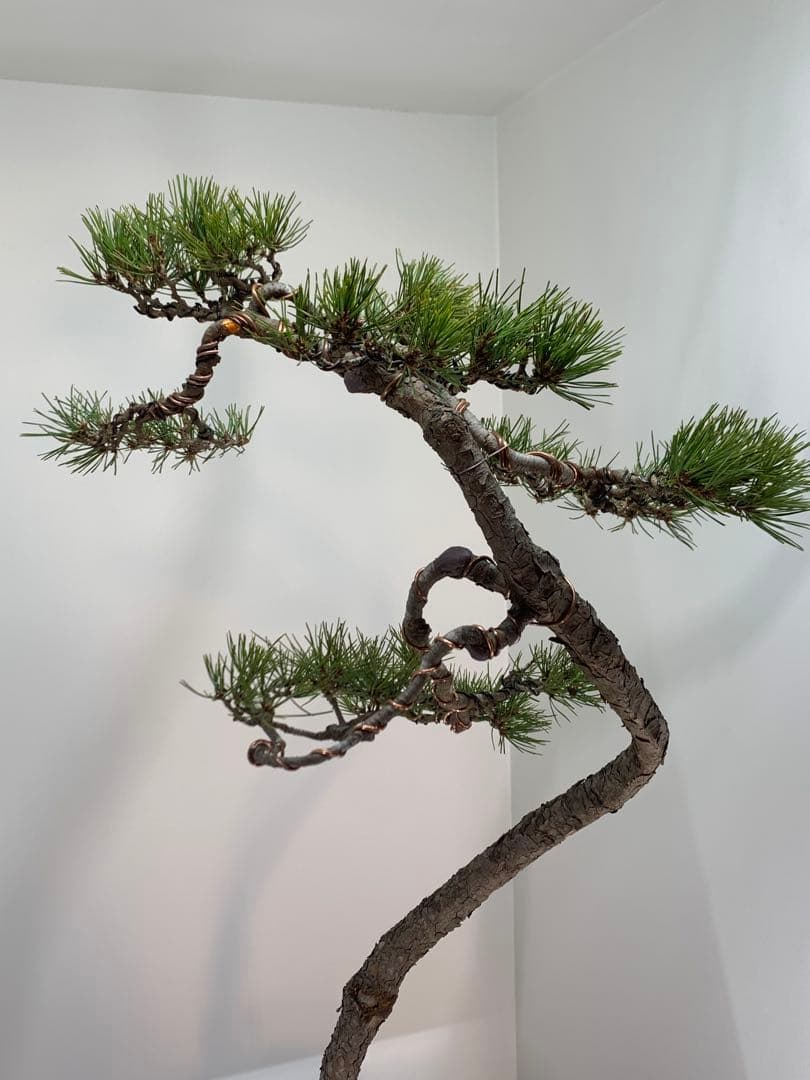 お洒落な曲芸の文人赤松　樹高約86cm（検索/黒松　真柏　捻転　盆栽　古木）