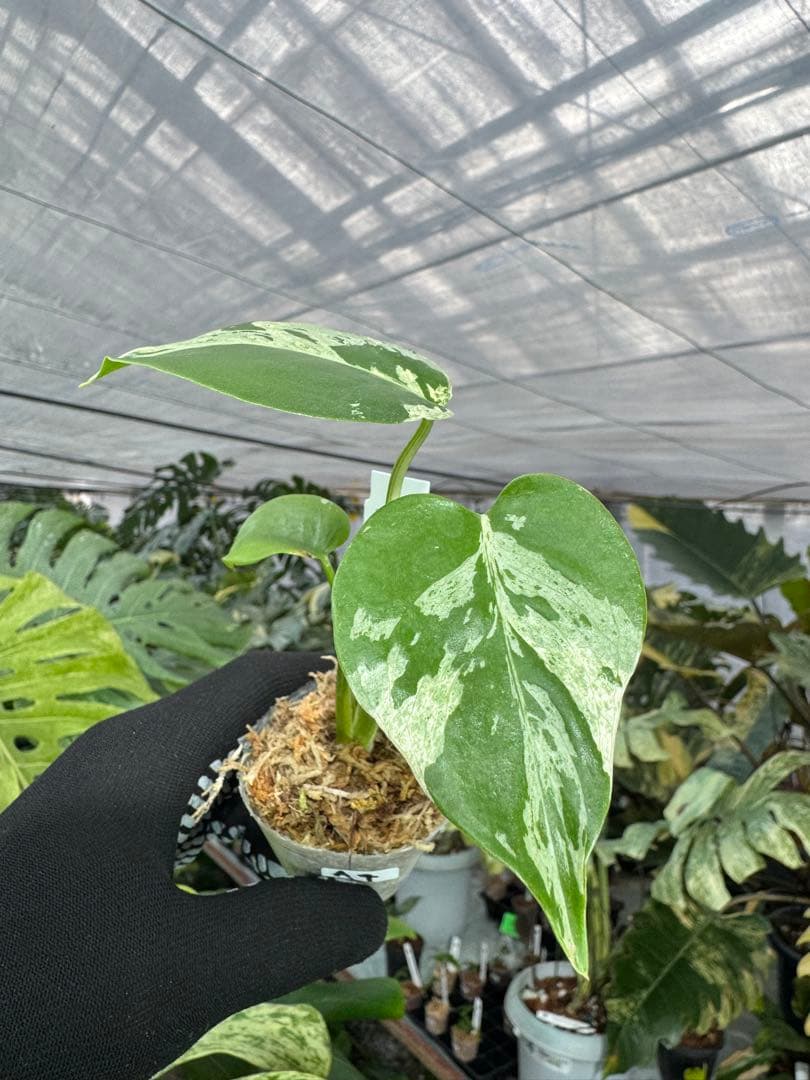 A4モンステラ　デリシオーサ　ベトシオーサ　2寸ポリポット　ネコポス発送