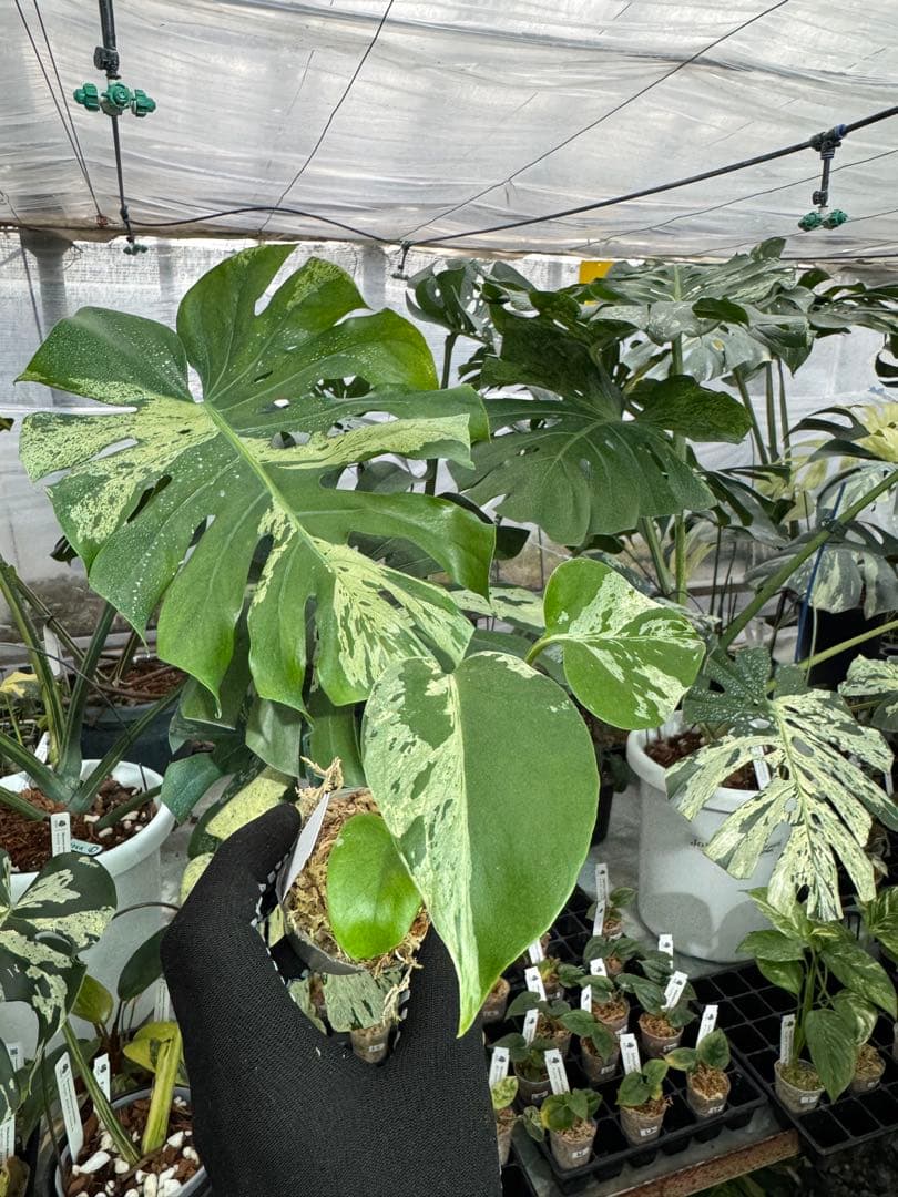 A4モンステラ　デリシオーサ　ベトシオーサ　2寸ポリポット　ネコポス発送