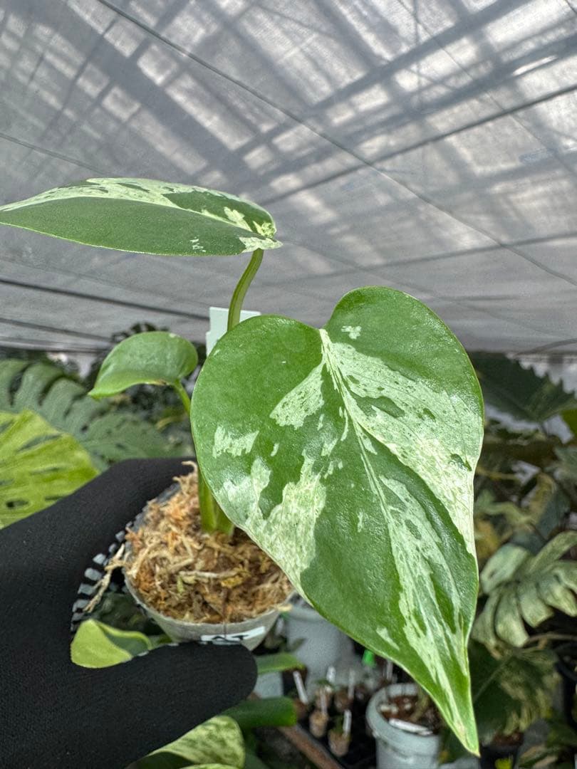 A4モンステラ　デリシオーサ　ベトシオーサ　2寸ポリポット　ネコポス発送