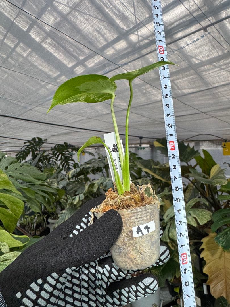 A4モンステラ　デリシオーサ　ベトシオーサ　2寸ポリポット　ネコポス発送