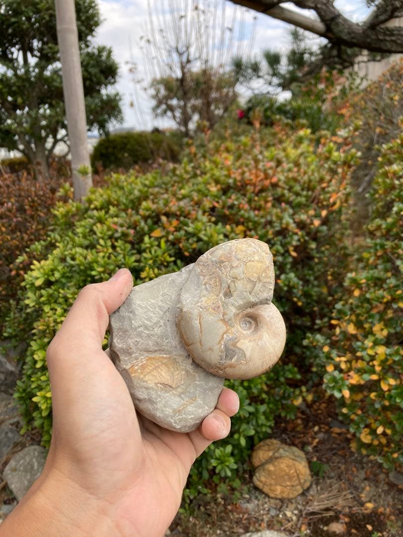 色が綺麗な茶色のテトラゴニテス　アンモナイト　化石