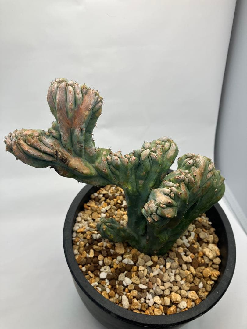 【圧倒的】竜神木 綴化 Maceta鉢付き / ヴィンテージ感漂う古木の風格