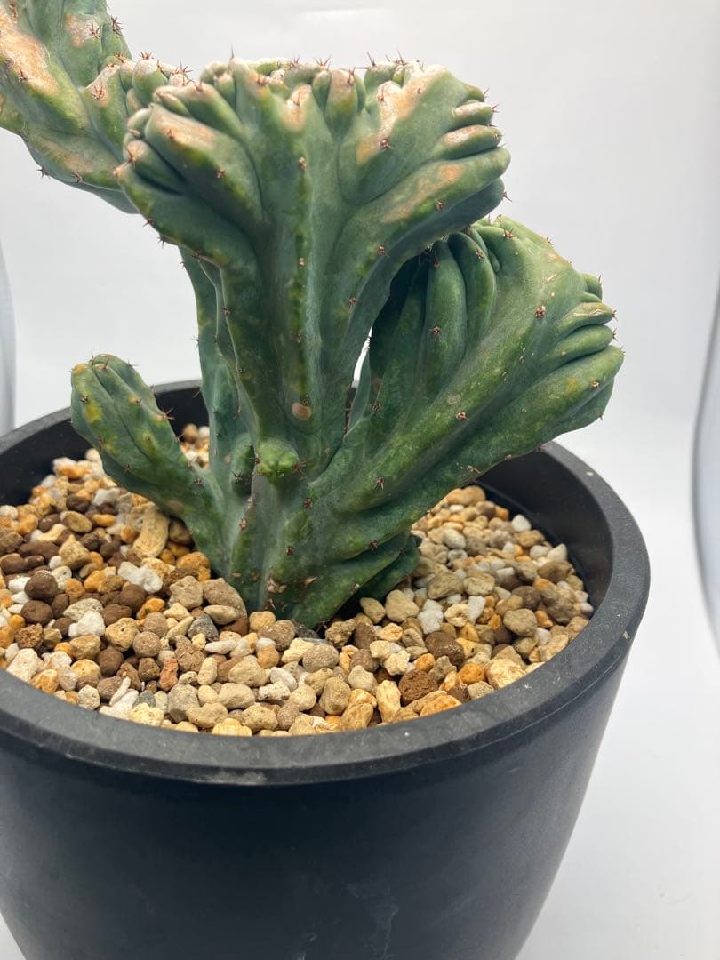 【圧倒的】竜神木 綴化 Maceta鉢付き / ヴィンテージ感漂う古木の風格