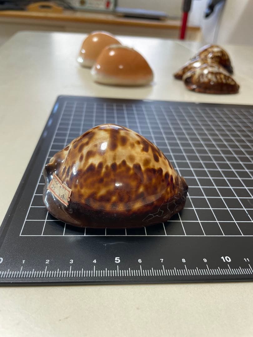 ベッコウダカラ　標本　貝殻