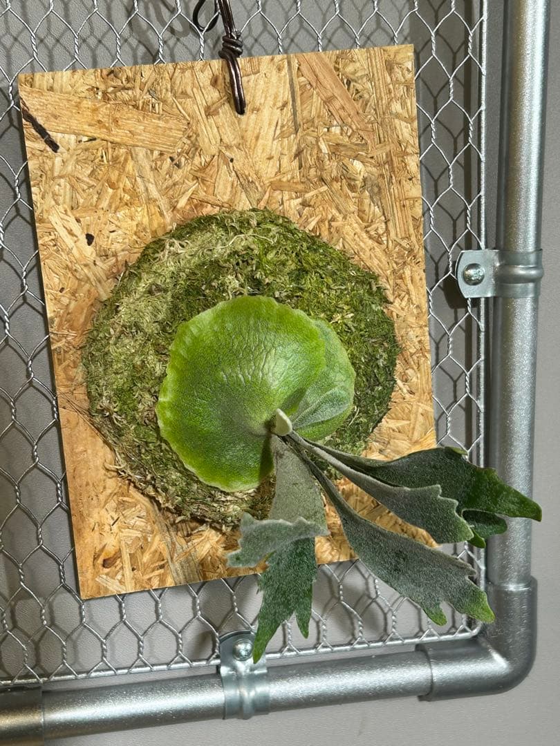 P. Willinckii Spur(TC)【M-27】